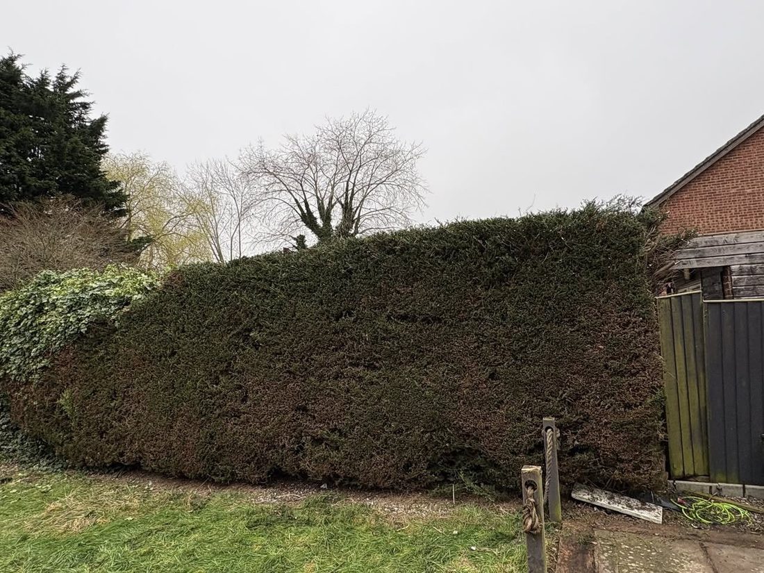 Same conifer hedge after trimming