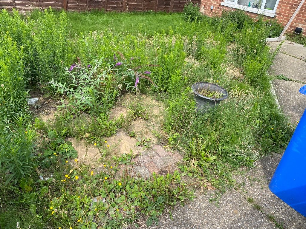 Front garden overgrown with weeds, grass and brambles